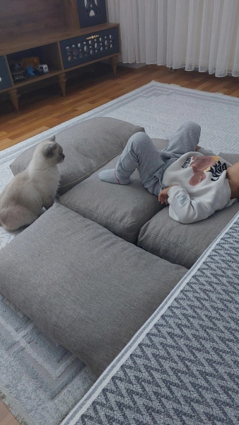 Scottish Fold, Kedi  Bulut fotoğrafı