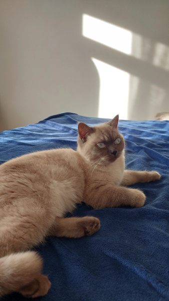 Scottish Fold, Kedi  Bulut fotoğrafı