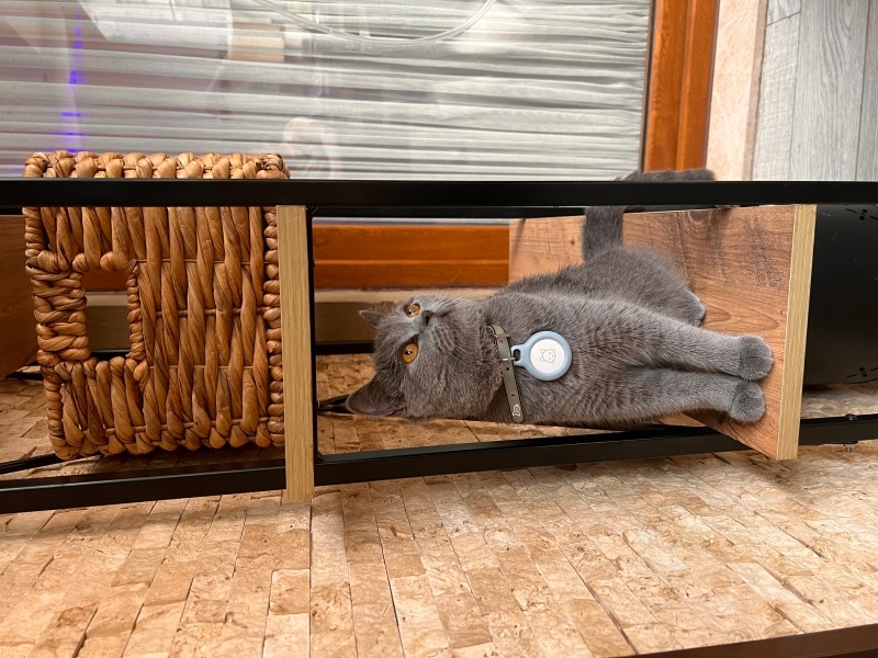 British Shorthair, Kedi  Yumi fotoğrafı