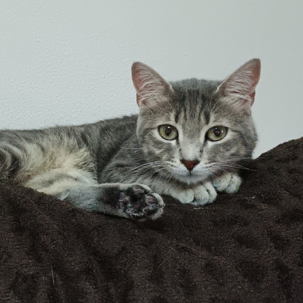 Tekir Kedi, Kedi  Rıfkı fotoğrafı