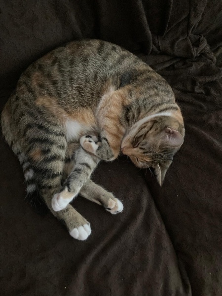 Tekir Kedi, Kedi  Sultan fotoğrafı