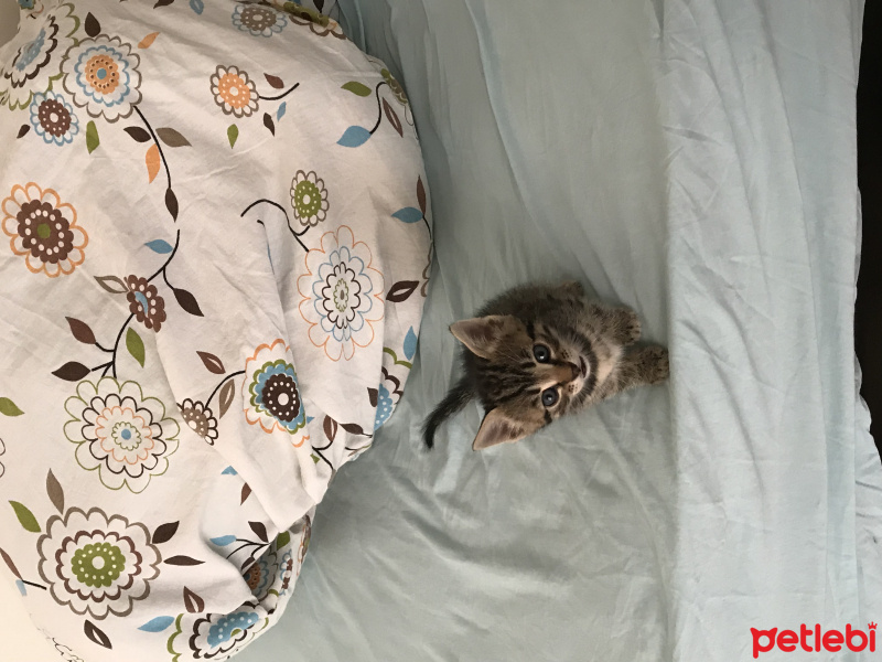Tekir Kedi, Kedi  Beşir fotoğrafı