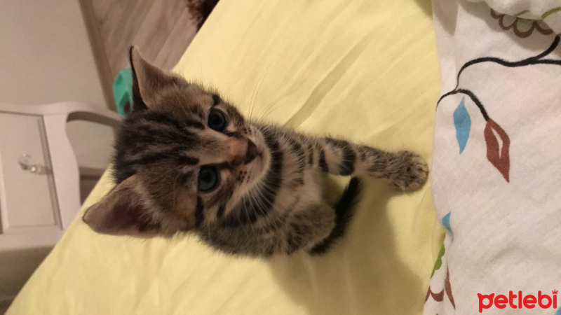Tekir Kedi, Kedi  Beşir fotoğrafı