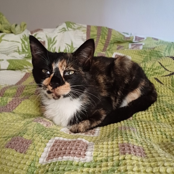 Tekir Kedi, Kedi  Dilber fotoğrafı