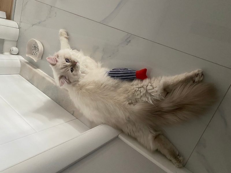 Ragdoll, Kedi  Yuki fotoğrafı