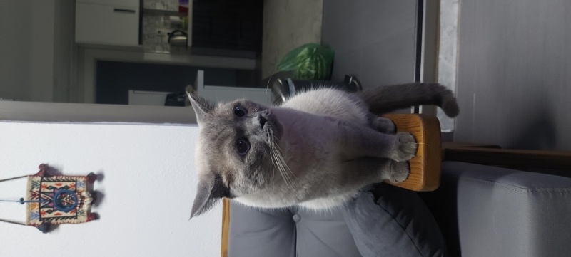 British Shorthair, Kedi  Loki fotoğrafı