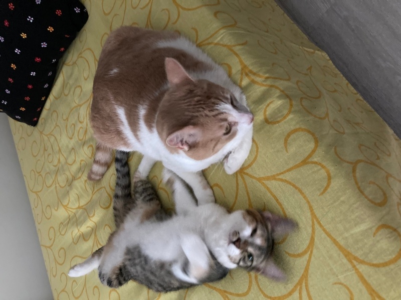 Sarman, Kedi  Şans fotoğrafı