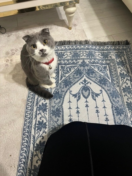 Scottish Fold, Kedi  Mila fotoğrafı