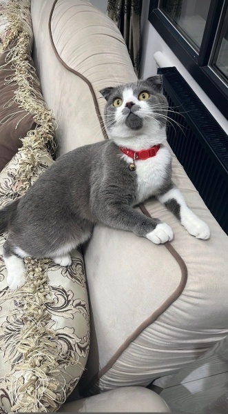 Scottish Fold, Kedi  Mila fotoğrafı