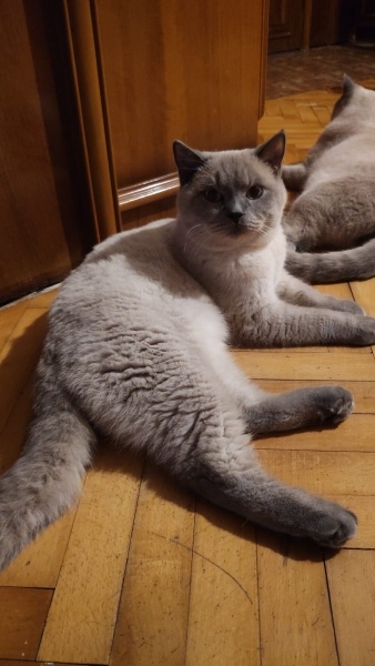 British Shorthair, Kedi  Pamuk fotoğrafı