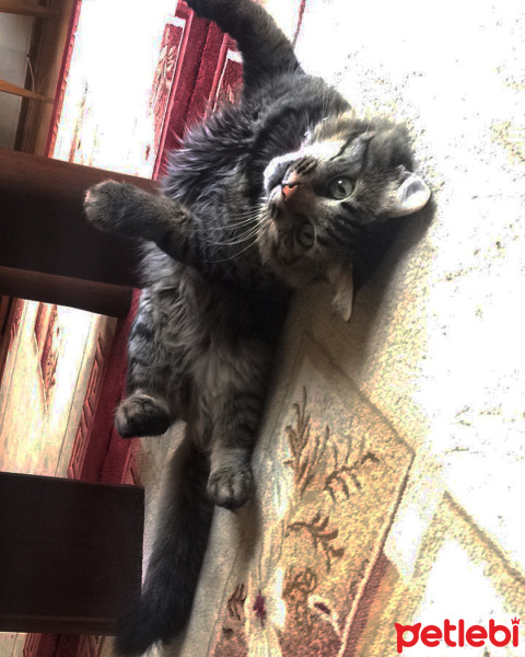 Tekir Kedi, Kedi  Cesur fotoğrafı