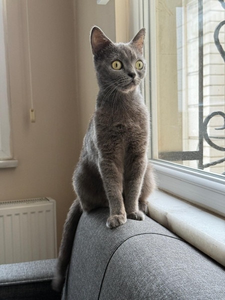 British Shorthair, Kedi  Kuzu fotoğrafı