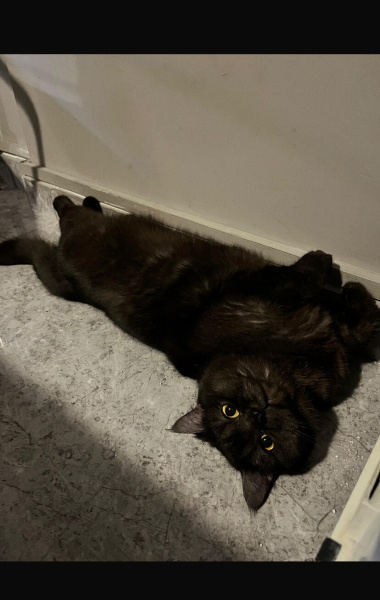 British Shorthair, Kedi  Cozi fotoğrafı