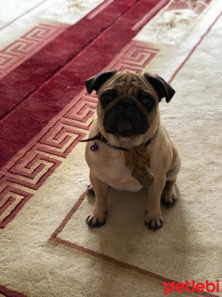 Pug, Köpek  Şans fotoğrafı
