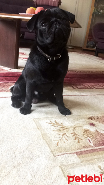 Pug, Köpek  Murphy  fotoğrafı