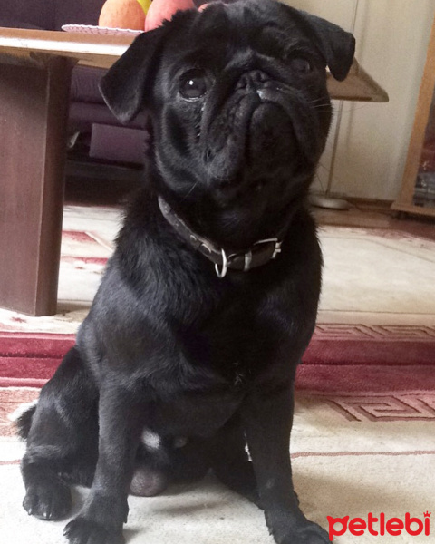 Pug, Köpek  Murphy  fotoğrafı