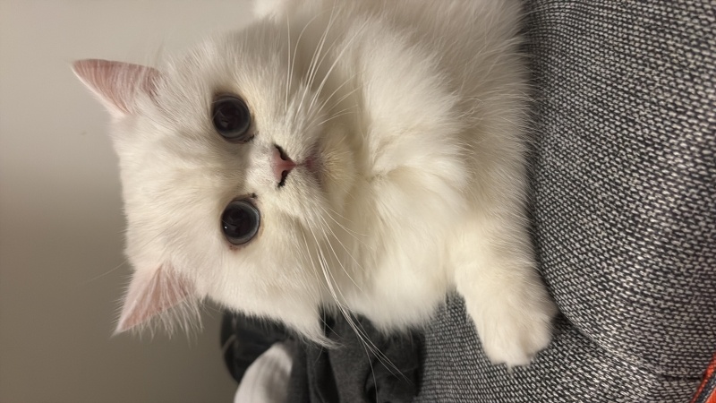 Chinchilla, Kedi  Yuki fotoğrafı