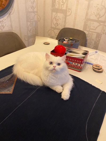 Chinchilla, Kedi  Yuki fotoğrafı