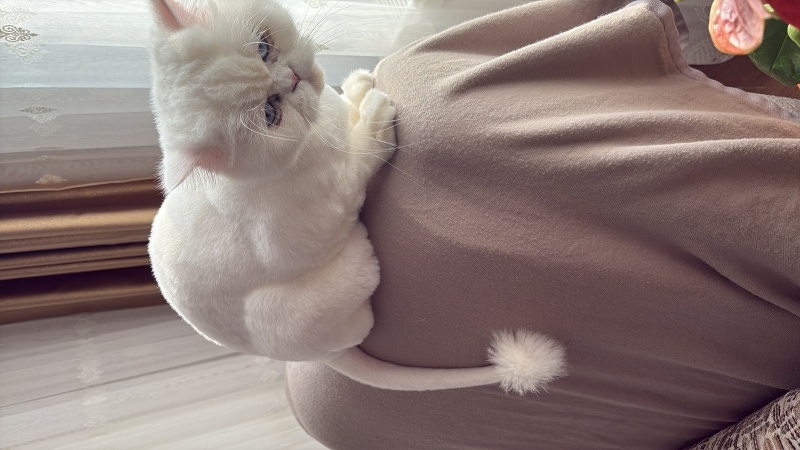 Chinchilla, Kedi  Yuki fotoğrafı