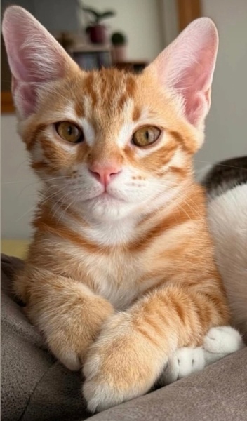 Sarman, Kedi  Çeko fotoğrafı