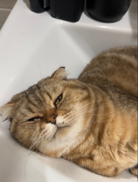 Scottish Fold, Kedi  Kartal fotoğrafı