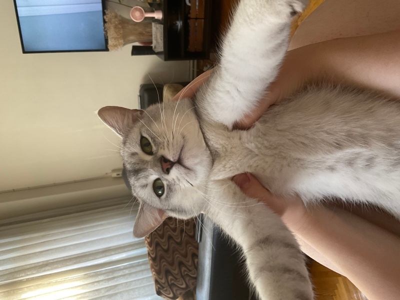 British Shorthair, Kedi  Çörek fotoğrafı