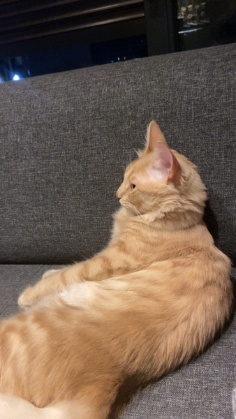 Sarman, Kedi  Hanibel fotoğrafı