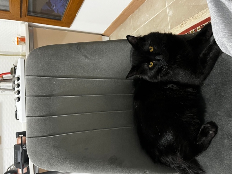 Tekir Kedi, Kedi  Gece fotoğrafı