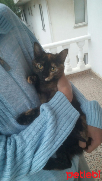 Tekir Kedi, Kedi  Zümrüt fotoğrafı