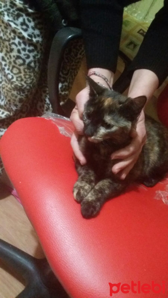Tekir Kedi, Kedi  Zümrüt fotoğrafı