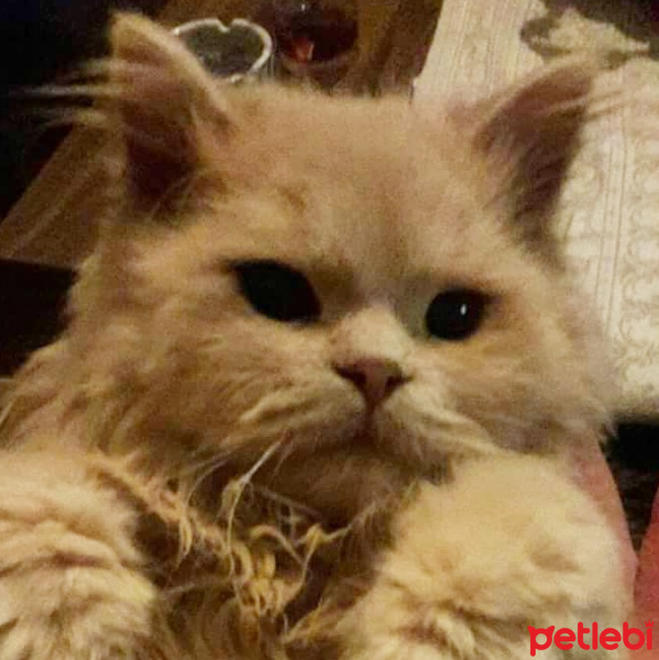 Tekir Kedi, Kedi  Zümrüt fotoğrafı