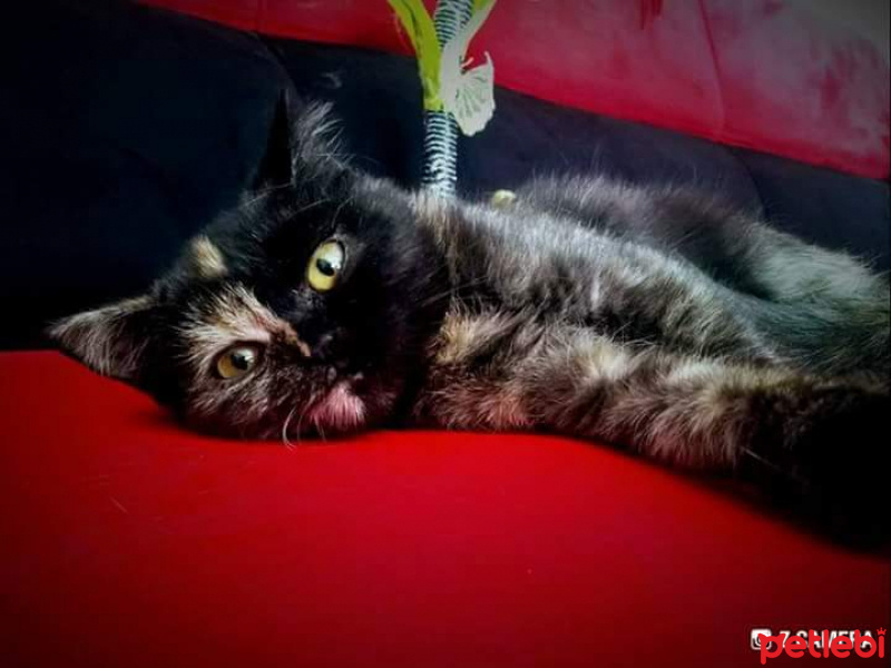 Tekir Kedi, Kedi  Zümrüt fotoğrafı