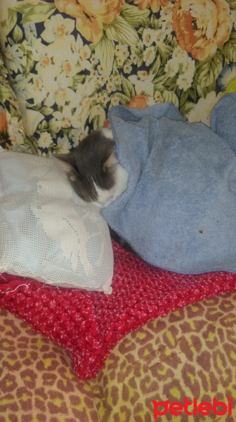Tekir Kedi, Kedi  Zümrüt fotoğrafı