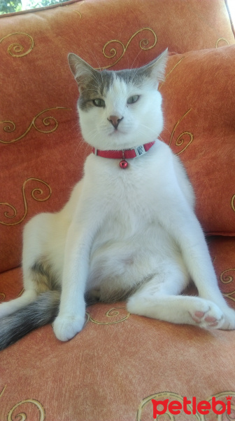 Tekir Kedi, Kedi  Zümrüt fotoğrafı