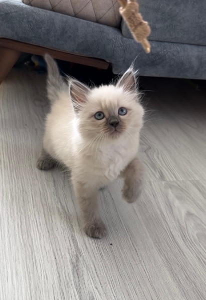 Ragdoll, Kedi  Ragdoll fotoğrafı