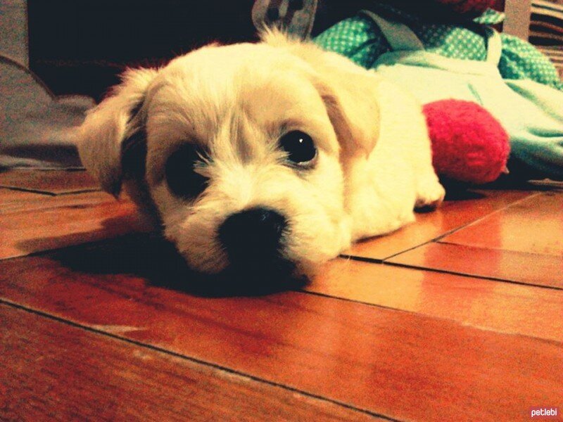 West Highland White Terrier, Köpek  Mello fotoğrafı