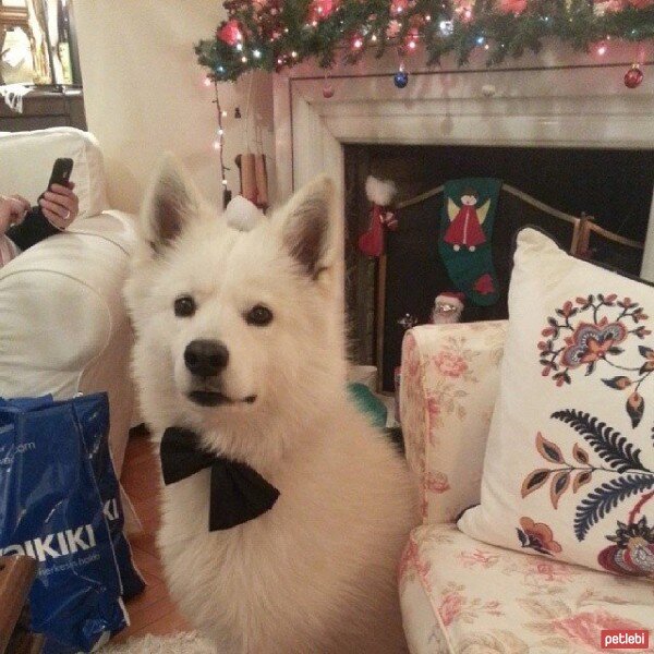 Samoyed, Köpek  Tango fotoğrafı