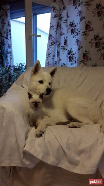 Samoyed, Köpek  Tango fotoğrafı