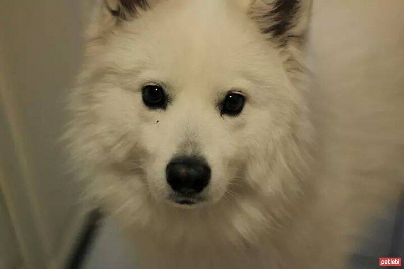 Samoyed, Köpek  Tango fotoğrafı