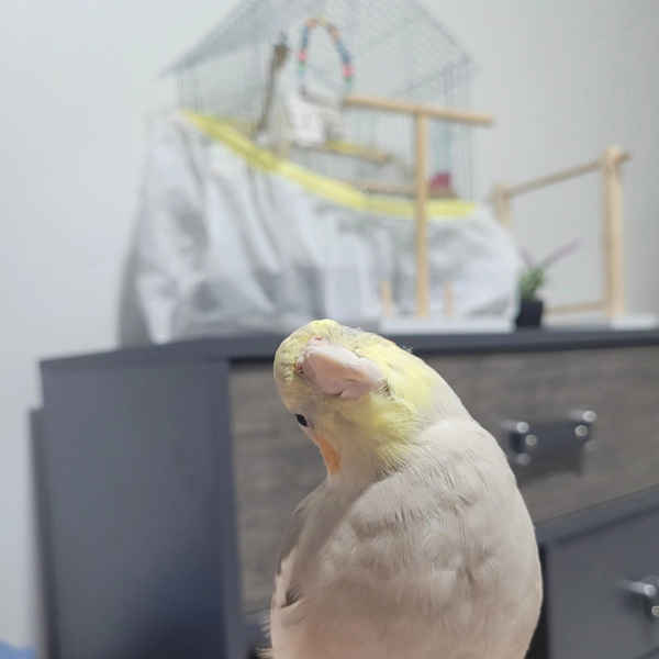 Papağan, Kuş  Kaju fotoğrafı