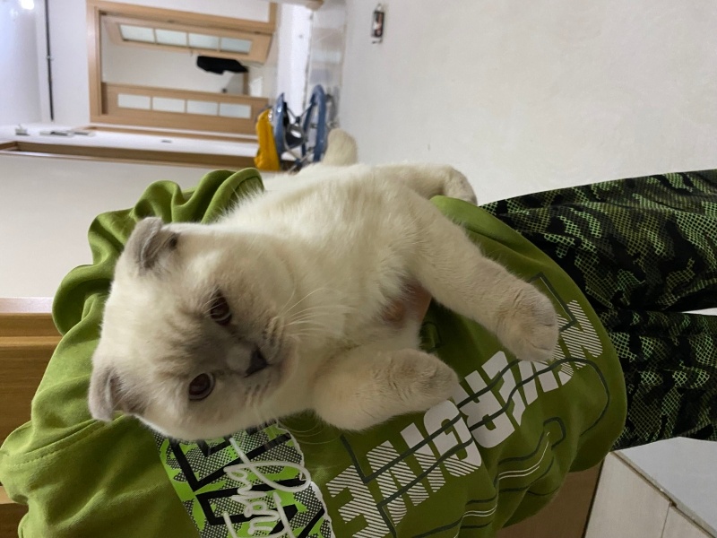 Scottish Fold, Kedi  Carlos fotoğrafı