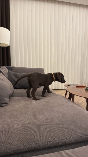 Labrador Retriever, Köpek  Scooby fotoğrafı