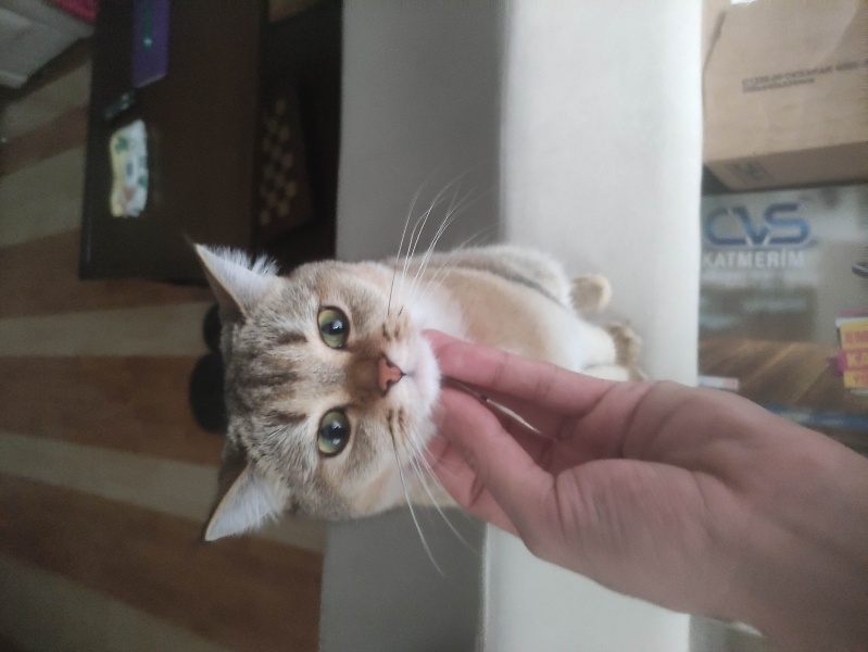 British Shorthair, Kedi  Nazlıcan fotoğrafı