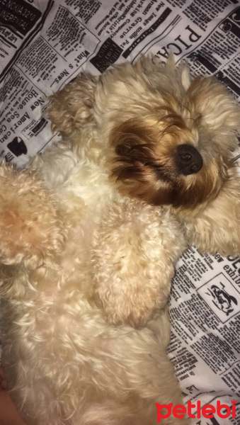 Poodle(Standart Kaniş), Köpek  Gofi fotoğrafı