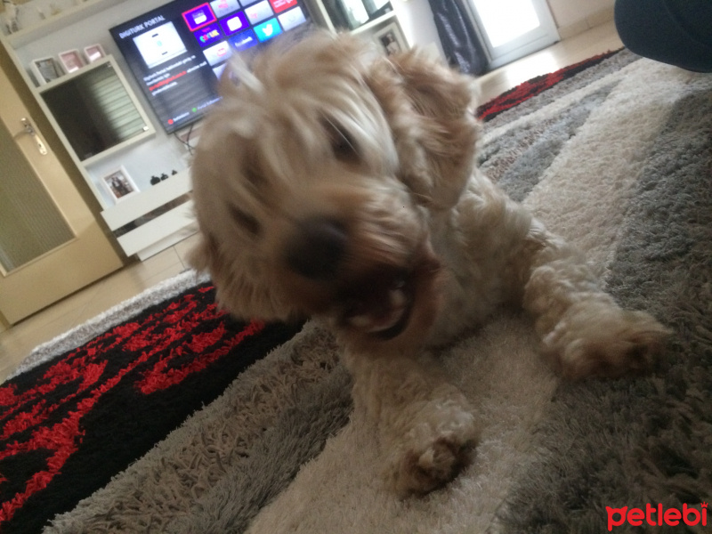 Poodle(Standart Kaniş), Köpek  Gofi fotoğrafı