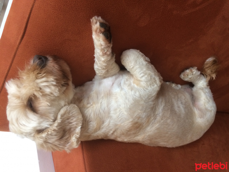 Poodle(Standart Kaniş), Köpek  Gofi fotoğrafı