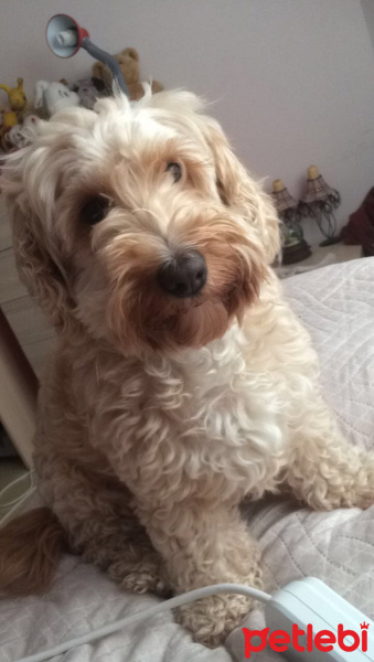 Poodle(Standart Kaniş), Köpek  Gofi fotoğrafı