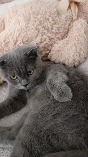 Scottish Fold, Kedi  Mısır duman fotoğrafı