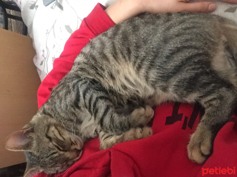 Tekir Kedi, Kedi  Armi fotoğrafı