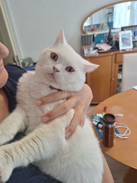 British Longhair, Kedi  Hektor fotoğrafı